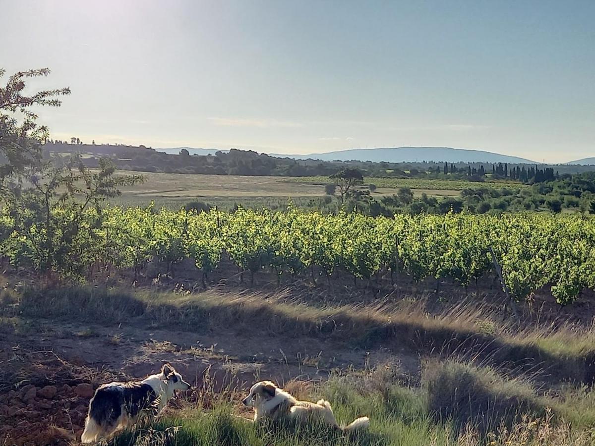Domaine Saint Augustin Villa Rieux-Minervois Exteriör bild