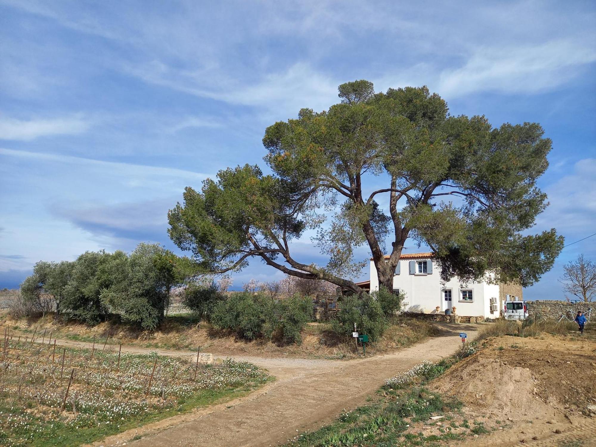 Domaine Saint Augustin Villa Rieux-Minervois Exteriör bild
